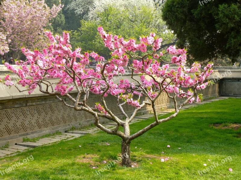 Nature Flowers Asia Spring Garden