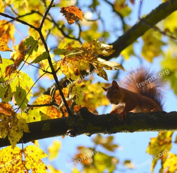 Squirrel Forest Yellow Trees Hazelnut