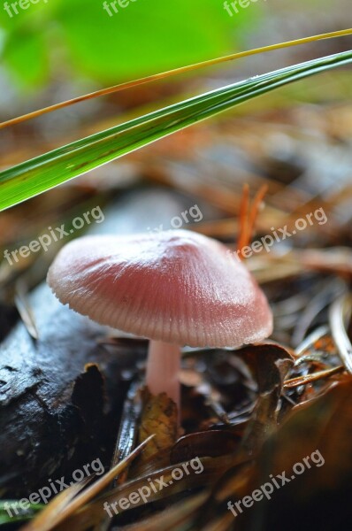 Fungus Forest Forest Mushrooms Free Photos