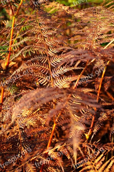 Fern Forest Fall Nature Vintage