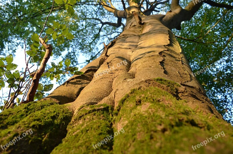 Trees Forest Trunk Lichen Green