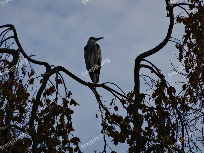 Heron Bird Nature Herons Polder