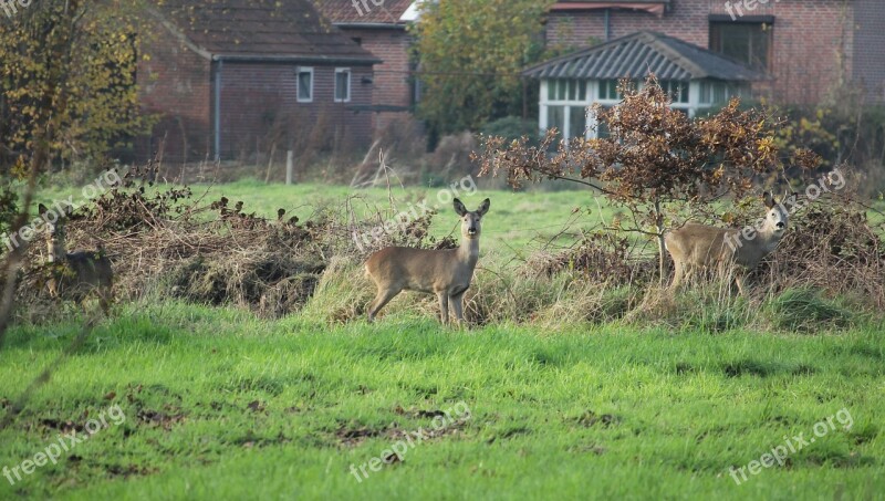 Roe Deer Attention Meadow Nature Wild