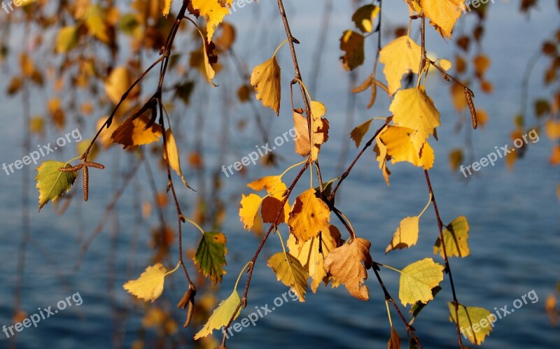 Birch Autumn Autumn Colours Leaves Yellow