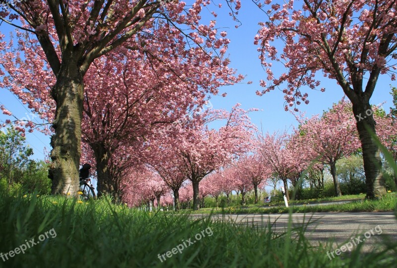 Ornamental Cherries Avenue Flowers Trees Free Photos