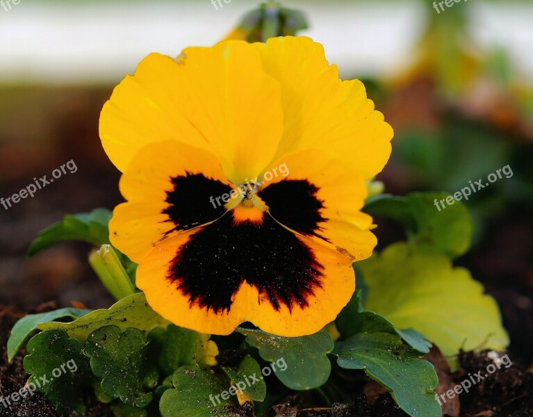 Pansy Garden Autumn Flower Blossom