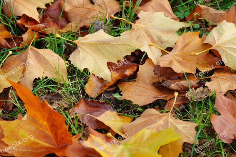 Leaves Late Autumn Autumn Fall Foliage Passed