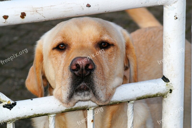 Dog Labrador Animal Pet Close Up