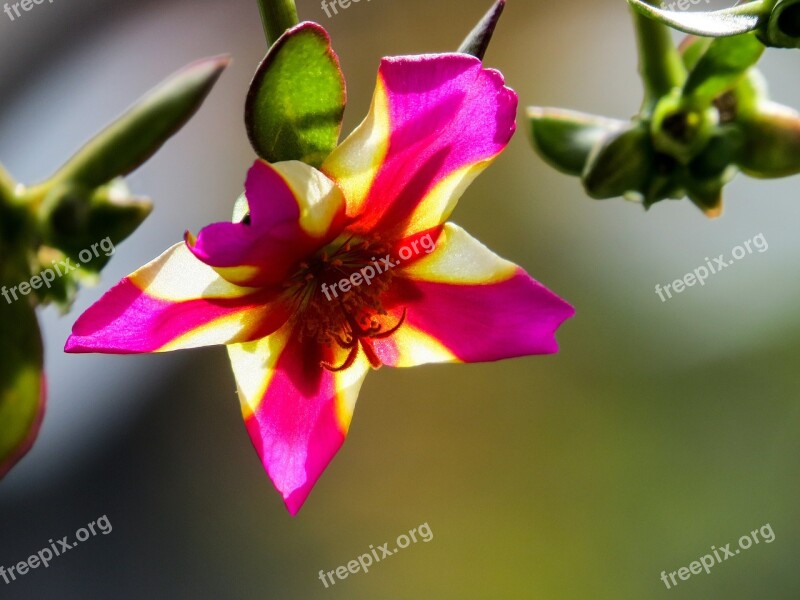 Petunia Balcony Flower Blossom Bloom