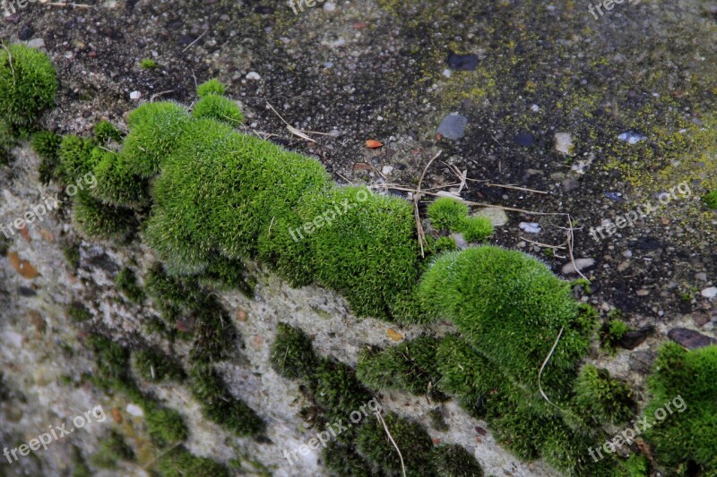 Wall Moss Green Stone Free Photos