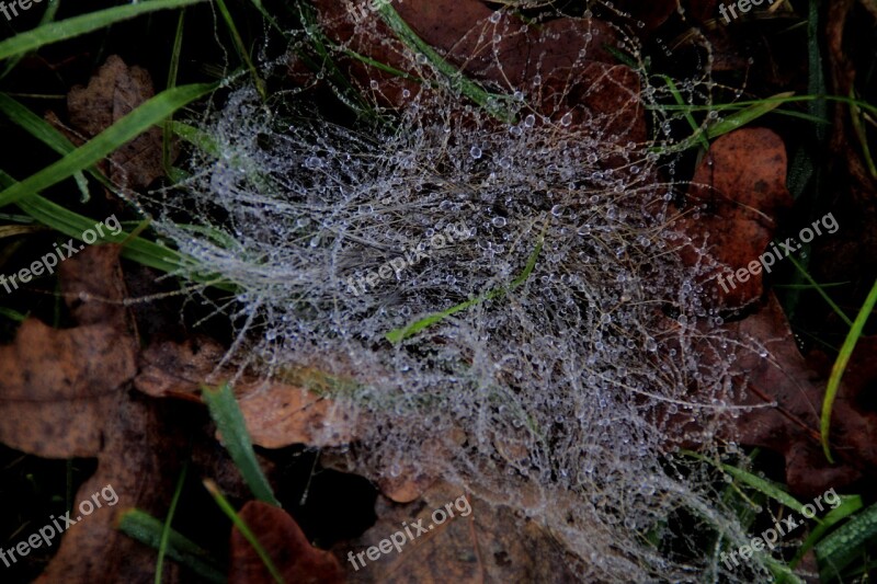 Web Dew Drip Grass Close Up