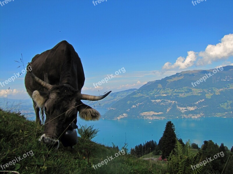 Beef Cow Farm Animals Switzerland Lake