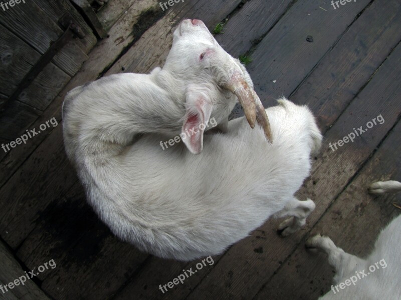 Goat Scratching Scrape Animal Horn Farm Animals