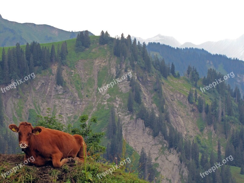 Cow Calf Economy Switzerland Cattle