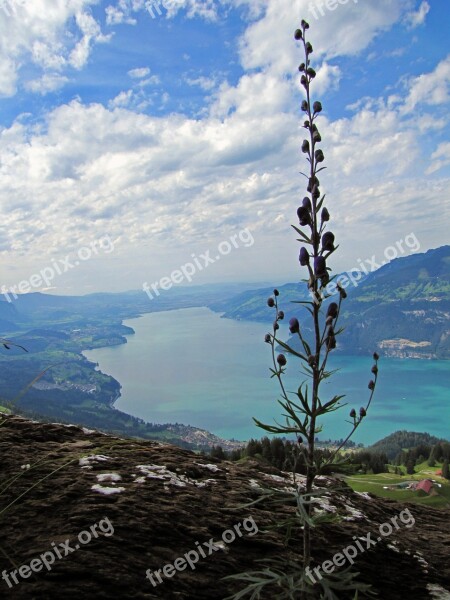 Thunersee Lake Flower Nice Sky