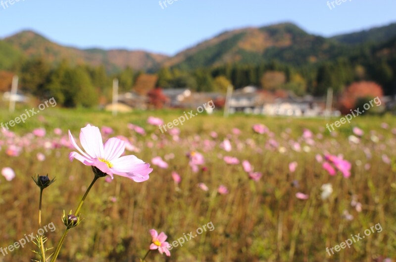 Autumn Cosmos Kyoto Japan Free Photos