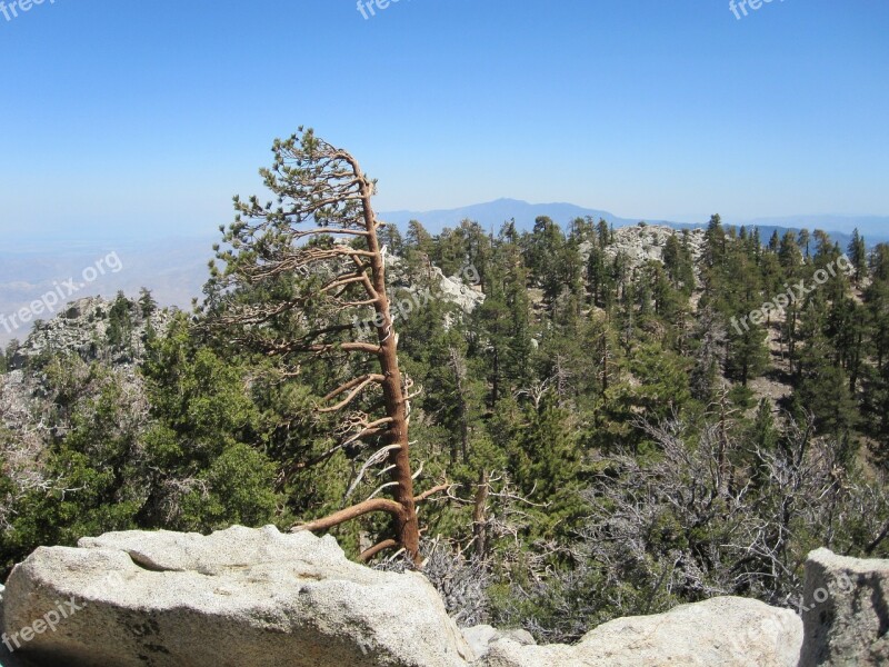 Palm Springs Usa Forest Rock Pine