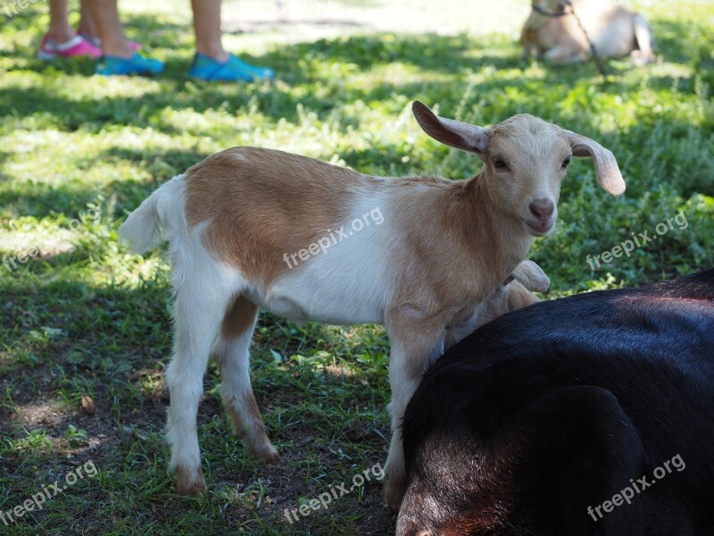 Goat Mammals Cub Free Photos