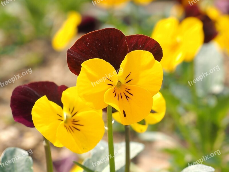 Flowers Yellow Spring Flowers Yellow Flower Spring