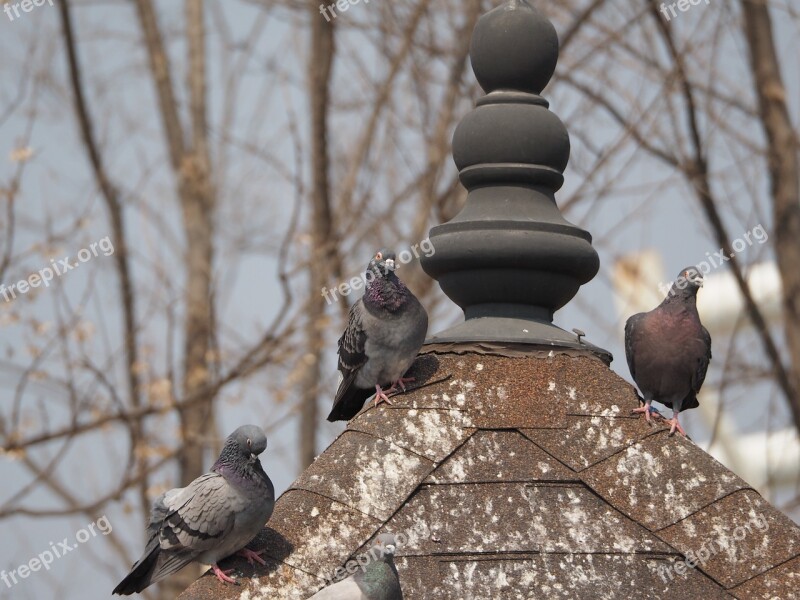 Pigeon Park New Birds Free Photos