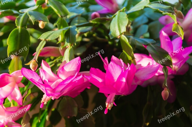 Cactus Plant Bloom Nature Sting