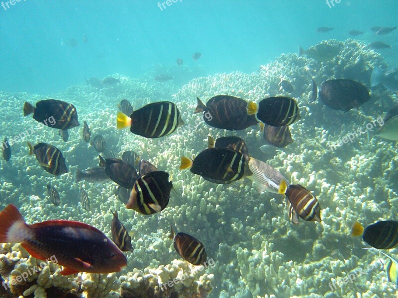 Tang Surgeonfish Fish Surgeonfish Reef Ocean