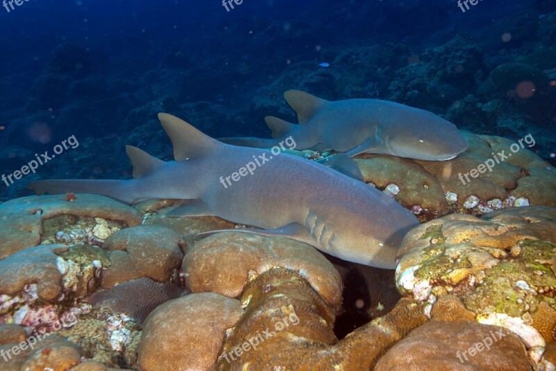 Nurse Sharks Sharks Reef Underwater Marine