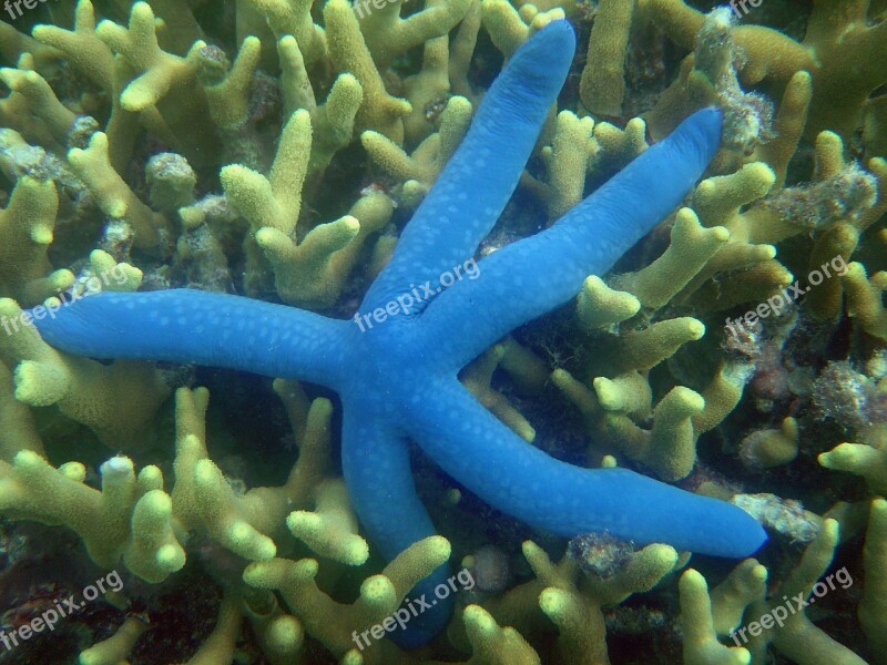 Starfish Reef Underwater Star Ocean