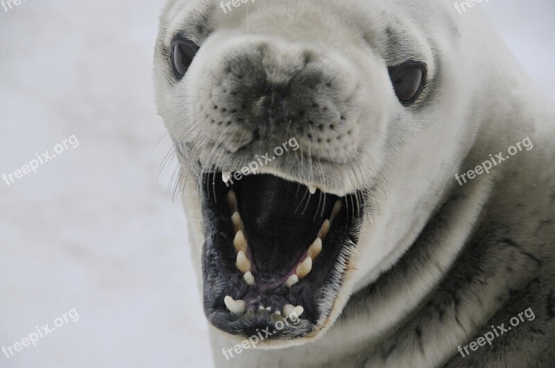 Crabeater Seal Seal Mammal Antarctica Nature