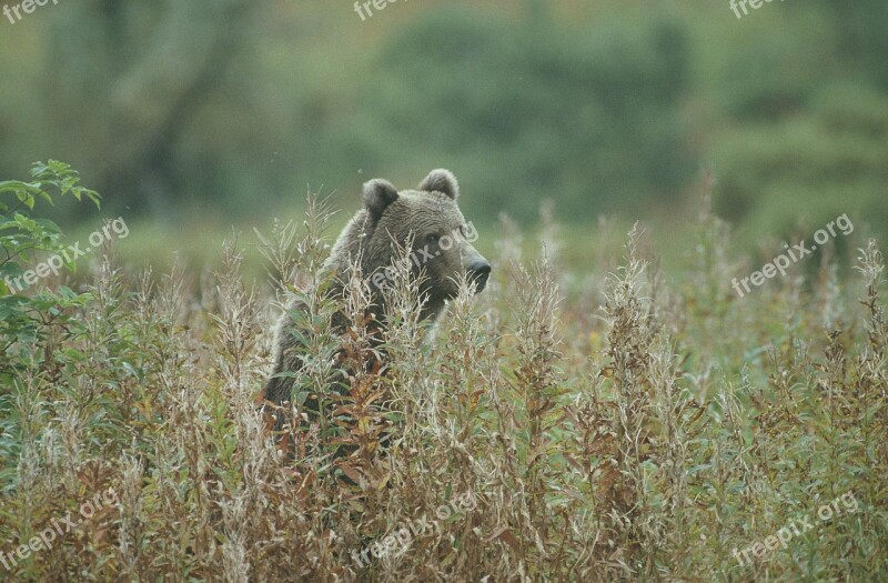 Bear Kodiak Bear Standing Wildlife Predator