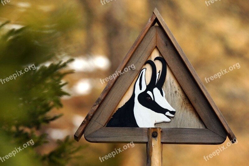 Chamois Animal Mountain Wild Signal