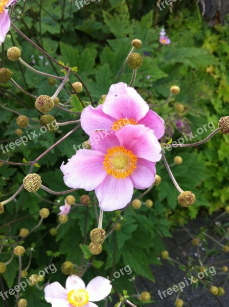 Anemone Nature Flowers Free Photos