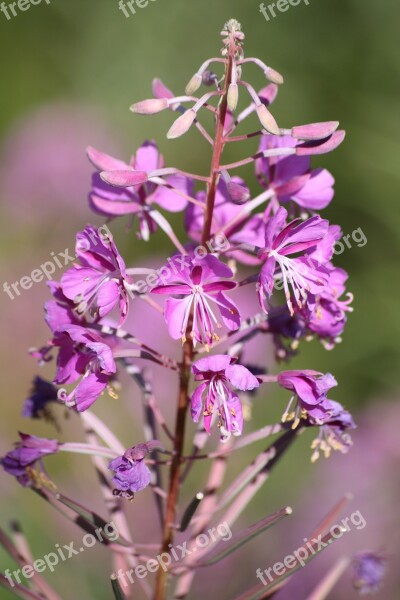 Mountain Flower Alps Pink Summer Nature