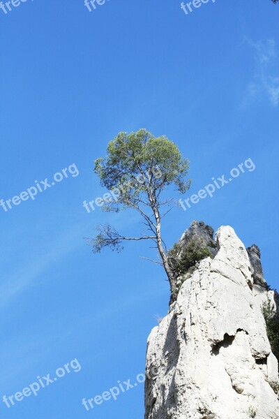 Tree Creeks Marseille South Of France Provence