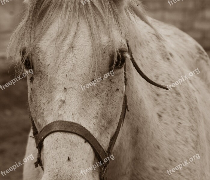 Horse Mold Mare Animal Nature