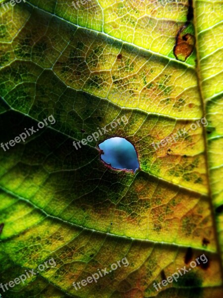 Sheet Hole Green Autumn Macro