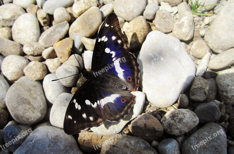 Nature Butterfly Dark Blue White Black