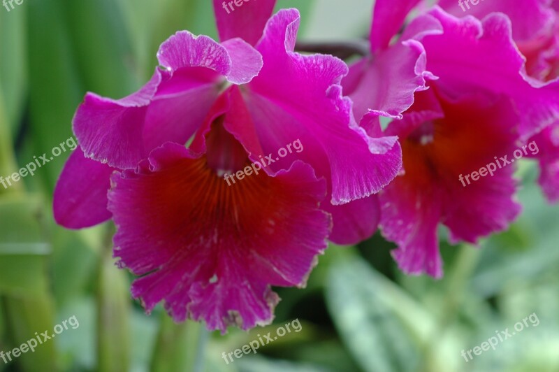 Orchid Flower Plant Free Photos