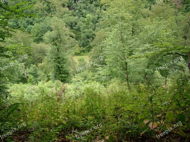 Forest Glade Nature Green Landscape