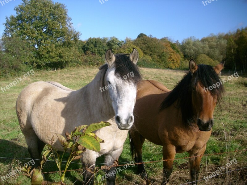 Paddock Horses Nature Graze Animal