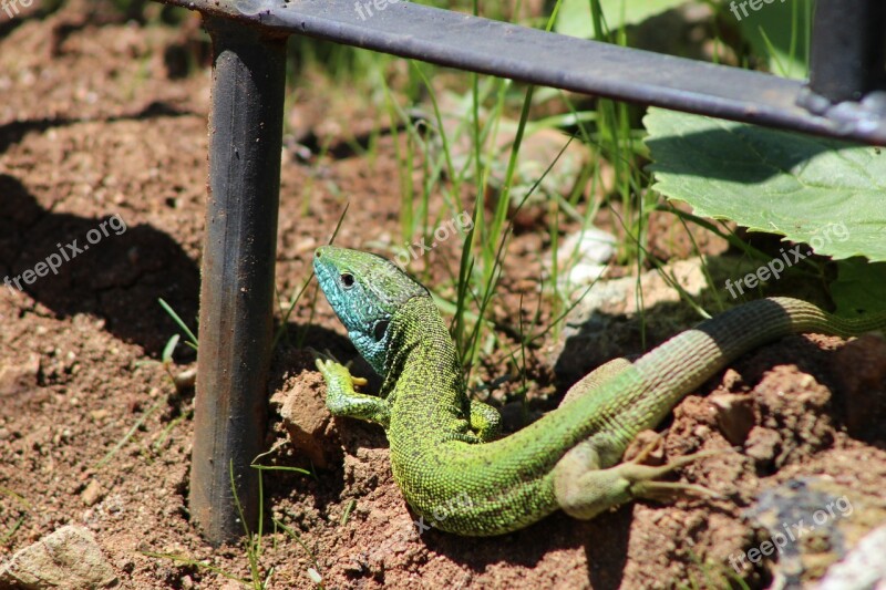 Lizard Reptilian Green Free Photos