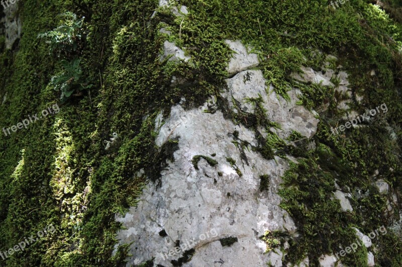 Rock Moss Mountain Green Nature