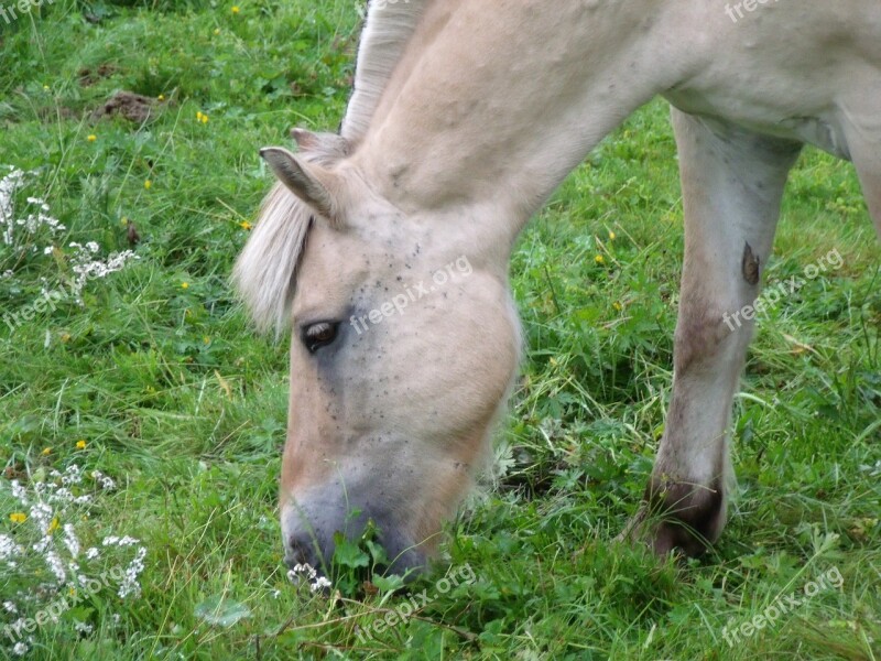 Horse Head Prato Pasture Norway