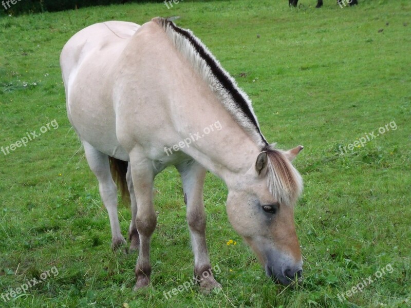 Horse Pasture Prato Norway Free Photos