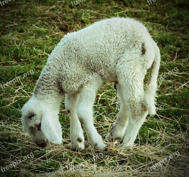 Lamb Animal Ill Weak Needy