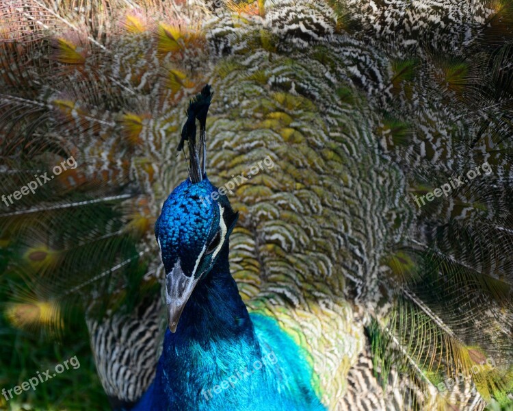 Peacock Bird Feather Blue Iridescent