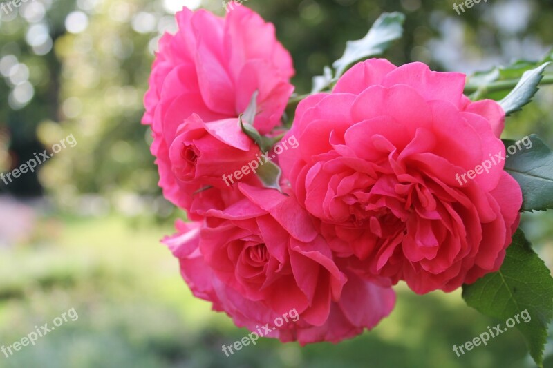 Rose Flower Blossom Bloom Pink Roses