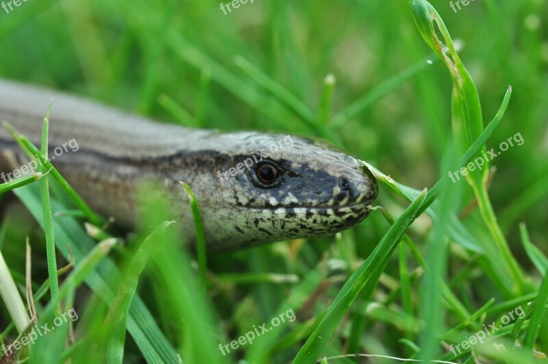 Slow Worm Reptile Lizard Green Reptiles