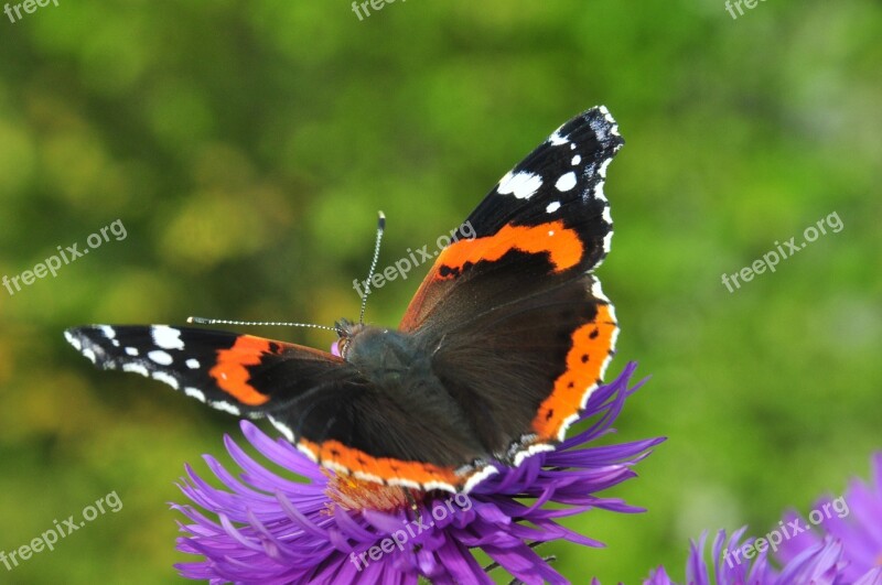 Butterfly Admiral Edelfalter Purple Flower Colorful