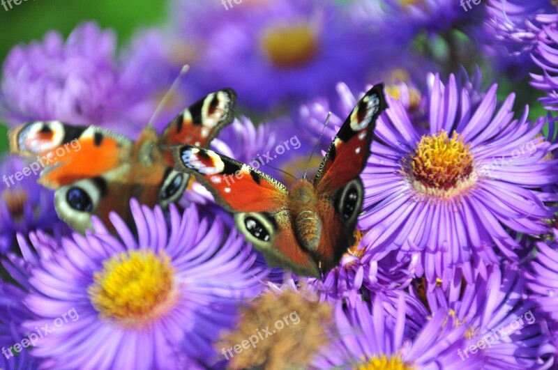 Butterfly Peacock Butterfly Flower Close Up Garden Flowers